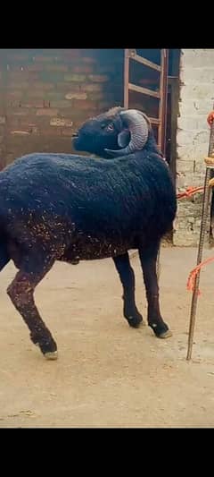 black beauty Desi bhedu