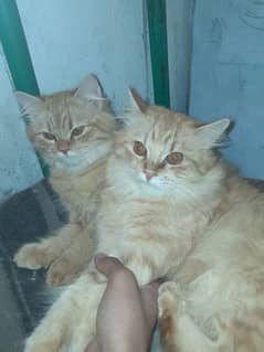 Persian Brown Cats Pair Only On 20 000/-