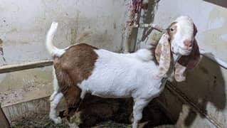 Bakra