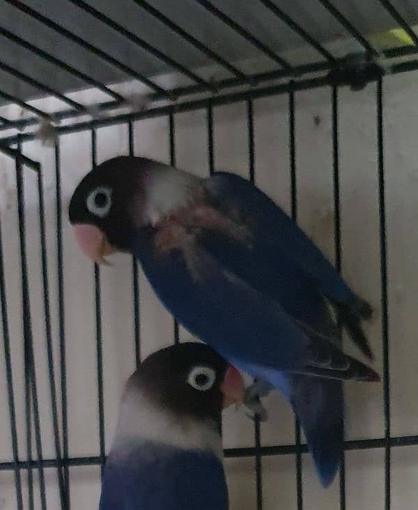 Love Birds 4 Sale 2