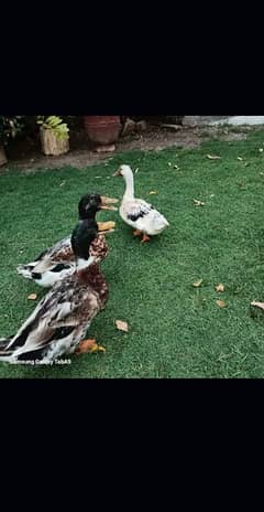 5 ducks for sale