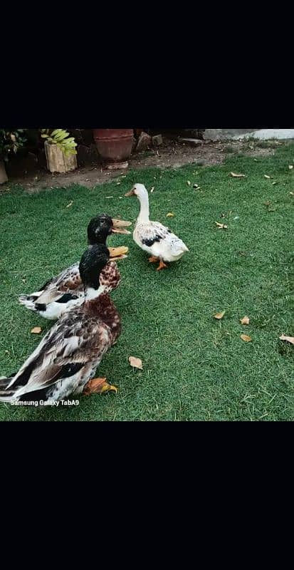 5 ducks for sale 0