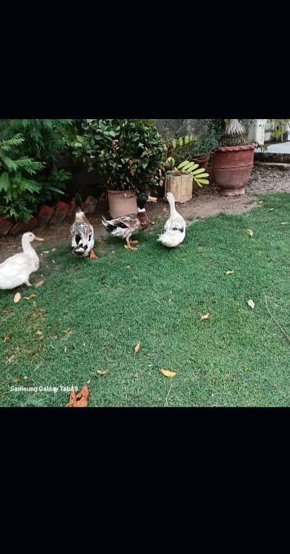 5 ducks for sale 1