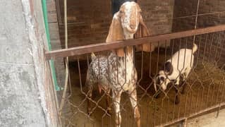 goat for sale