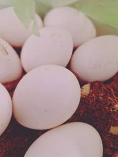 Polish chicken Eggs available