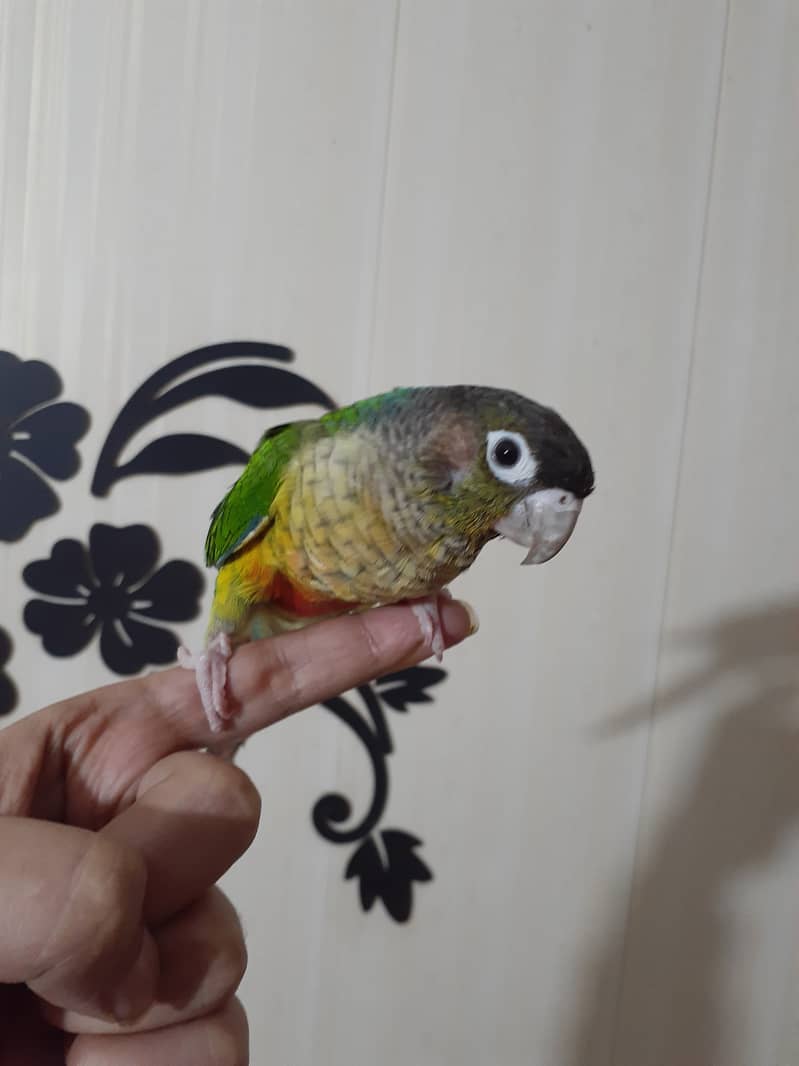 cockatiel breeder pair. Yellow sided conure breeder female hand tame 2