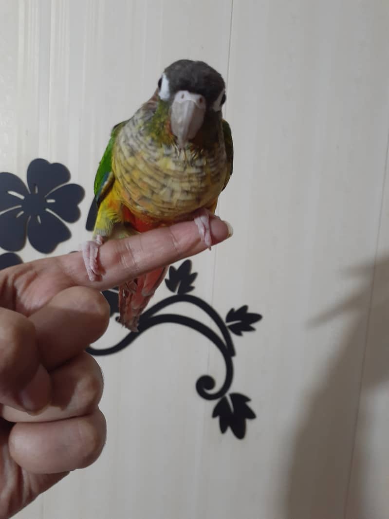 cockatiel breeder pair. Yellow sided conure breeder female hand tame 3