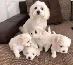 Maltese puppies available looking for a new home