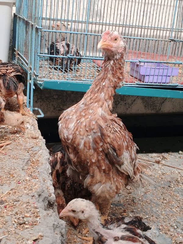 Aseel hen and 10 chicks 2