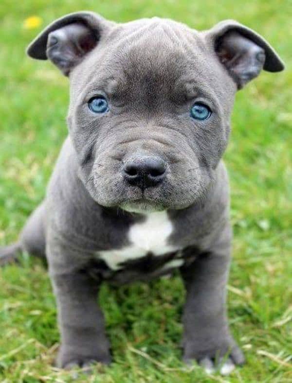 American pocket bully puppies available 0