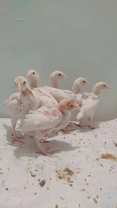 White heera chicks white nok nalli TOP QUALITY