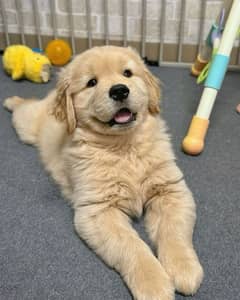 golden retriever puppies available looking for a new home