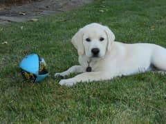 Labrador pedigree male puppy available