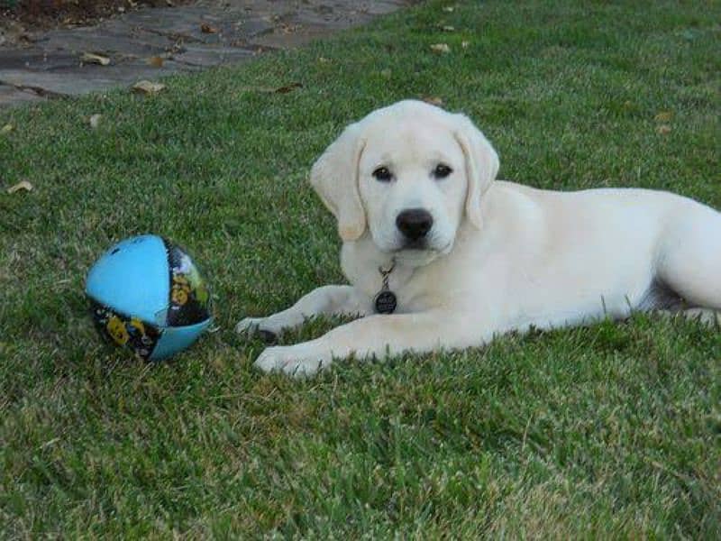 Labrador pedigree male puppy available 0