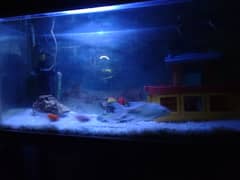 Storage Aquarium with 10 fish and accessories