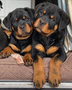 rottweiler pedigree male puppy available for sale