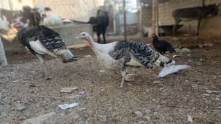 turkey birds pair