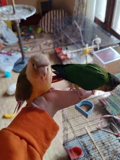 tame pineapple conure and green chick conure