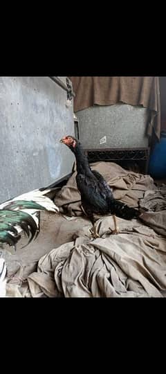 Cross bird hen for sale healthy and active