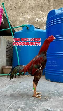 Thai locker 03004434771