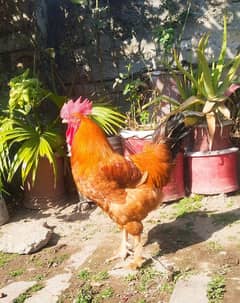 Hen for Sale