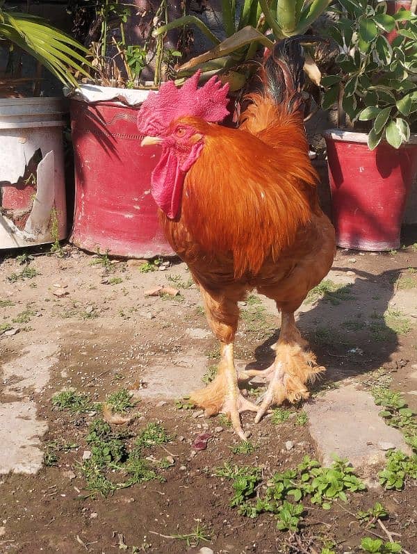 Hen for Sale 2