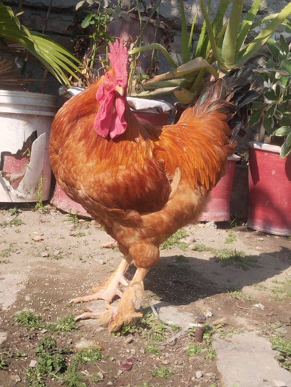 Hen for Sale 3