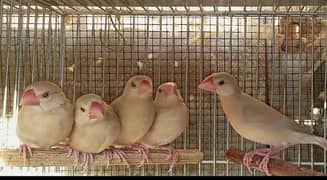 Fawn java phatay_chick's available