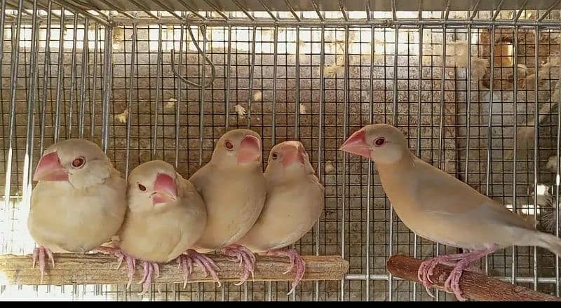 Fawn java phatay_chick's available 0