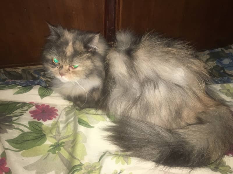 2 Persian Female Cats For Sale Urgent Bases/4 To 6 Months Almost 3