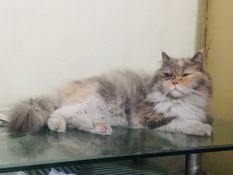 2 Persian Female Cats For Sale Urgent Bases/4 To 6 Months Almost 1