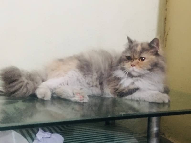 2 Persian Female Cats For Sale Urgent Bases/4 To 6 Months Almost 5