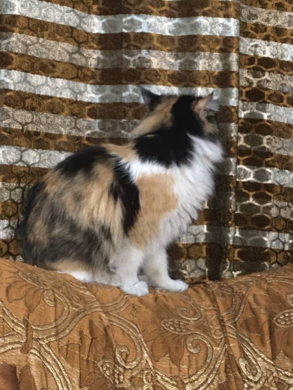 2 Persian Female Cats For Sale Urgent Bases/4 To 6 Months Almost 6