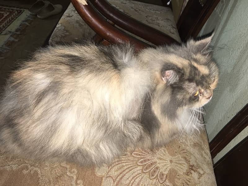 2 Persian Female Cats For Sale Urgent Bases/4 To 6 Months Almost 7