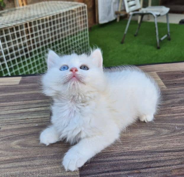 Double Eye Color White Persian kitten 0