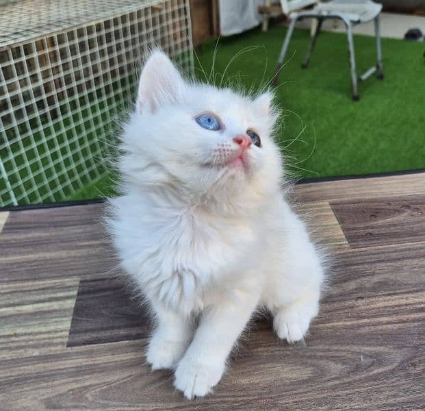 Double Eye Color White Persian kitten 1