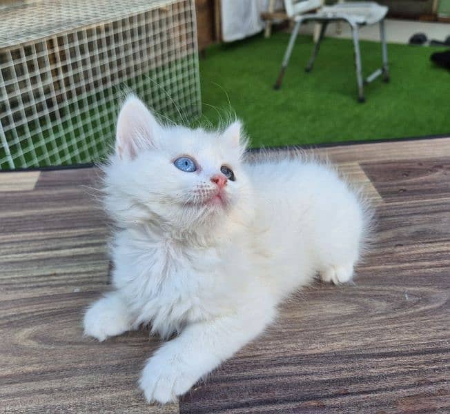 Double Eye Color White Persian kitten 2