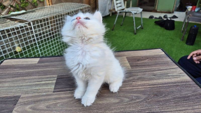 Double Eye Color White Persian kitten 3