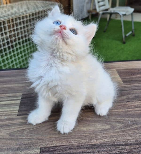 Double Eye Color White Persian kitten 4