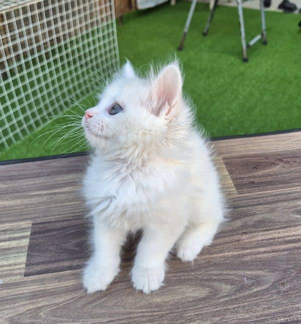 Double Eye Color White Persian kitten 5