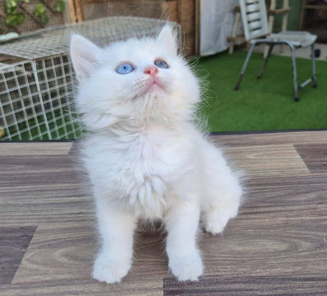 Double Eye Color White Persian kitten 6