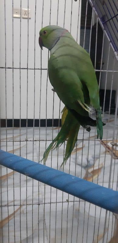 Ringneck breeder Male 1