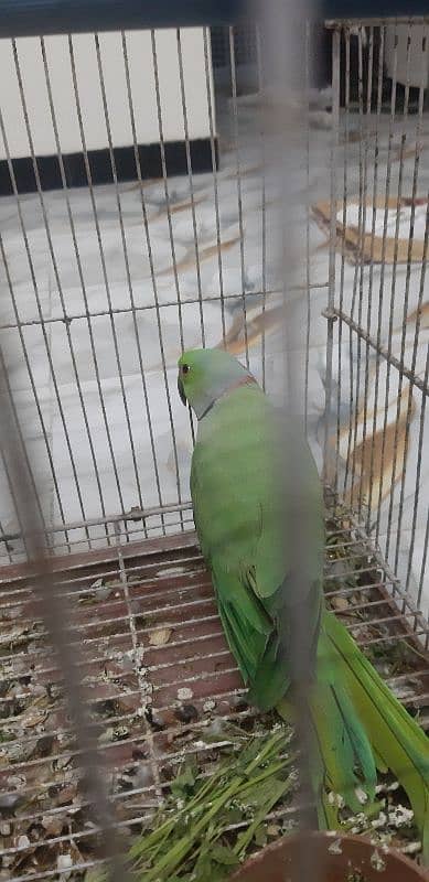 Ringneck breeder Male 2