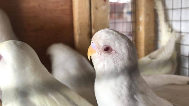 Jumbo Size Red Eyes  Australian Budgies Available 0