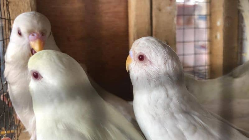 Jumbo Size Red Eyes  Australian Budgies Available 1