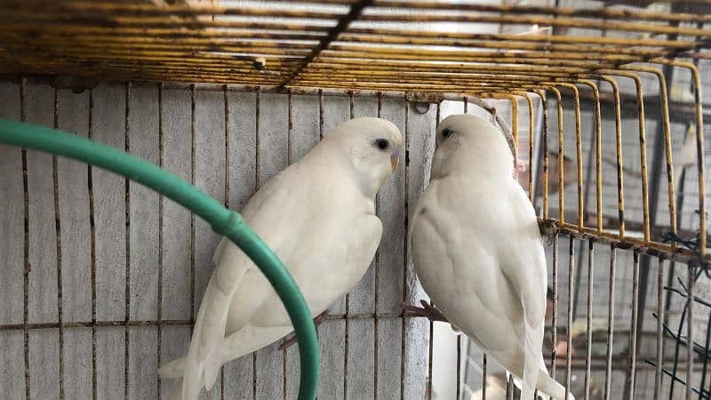 Jumbo Size Red Eyes  Australian Budgies Available 2