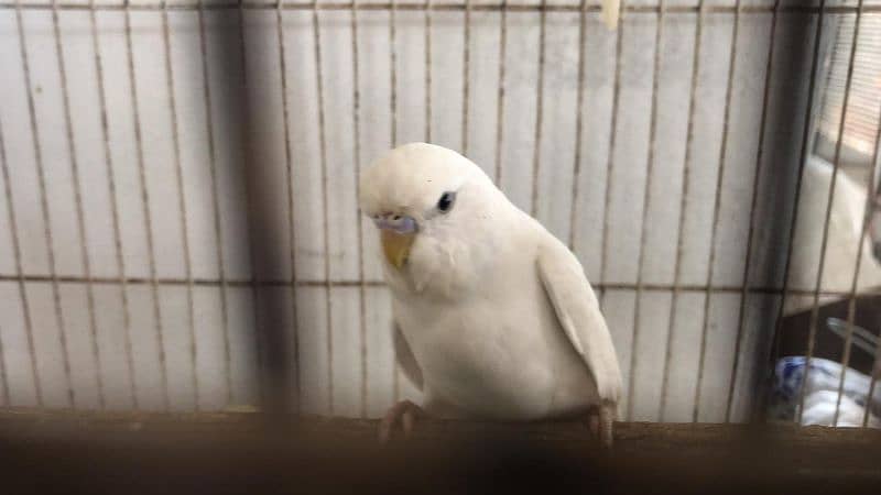 Jumbo Size Red Eyes  Australian Budgies Available 3