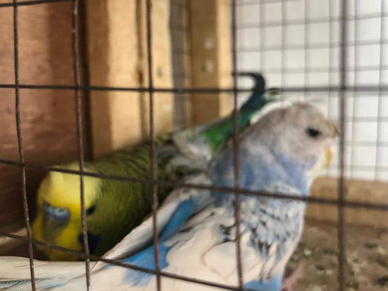 Jumbo Size Red Eyes  Australian Budgies Available 4