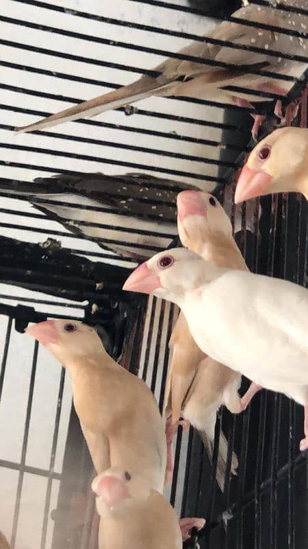 Jumbo Size Red Eyes  Australian Budgies Available 5