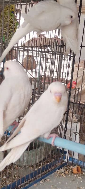 Jumbo Size Red Eyes  Australian Budgies Available 6